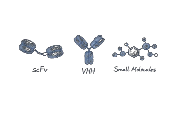 scFv, VHH, Small Molecules